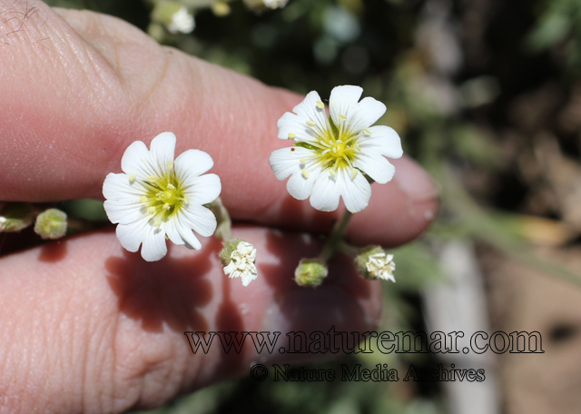 Cerastium arvense