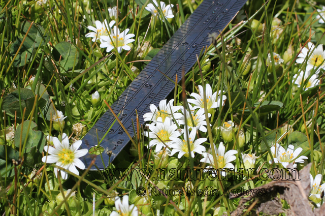 Cerastium montioides