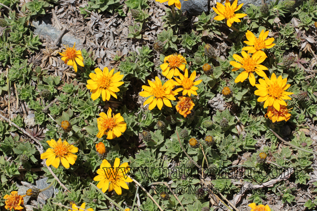 Chaetanthera chilensis