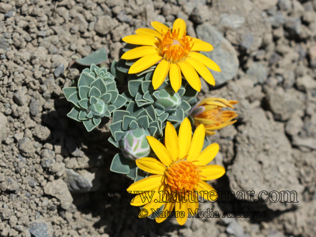 Chaetanthera glabrata (DC.) F.Meigen