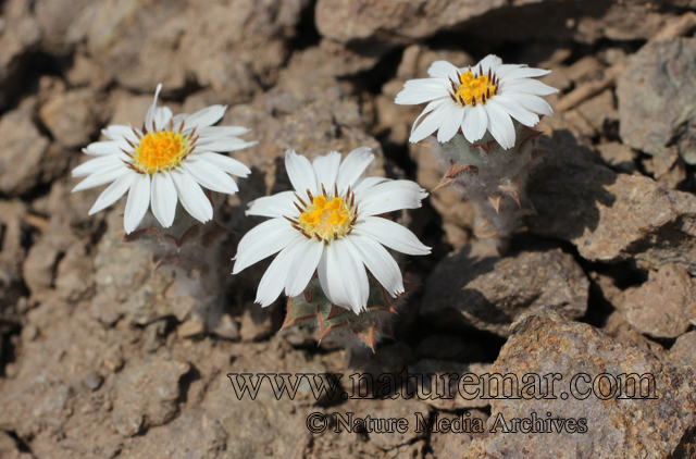 Chaetanthera pusilla