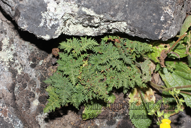 Cheilanthes glauca