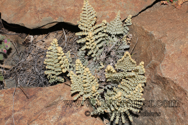 Cheilanthes mollis