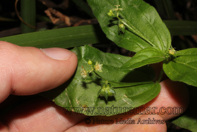 Chiropetalum tricuspidatum