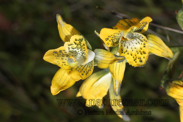 Chloraea alaris