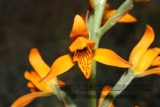 Chloraea chrysantha