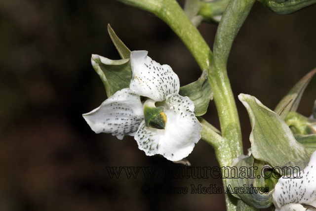 Chloraea galeata