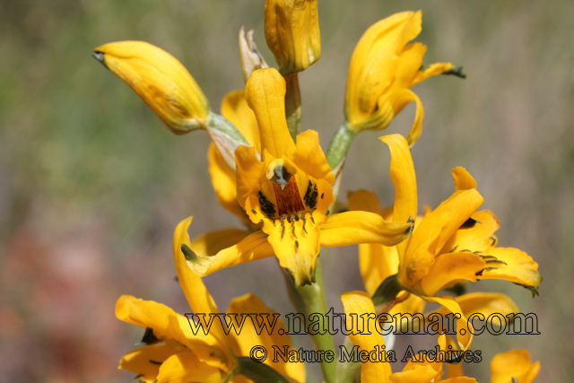 Chloraea gavilu