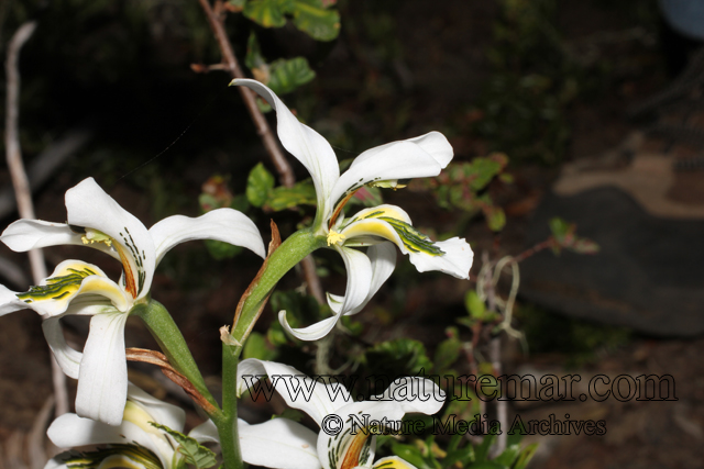 Chloraea longipetala