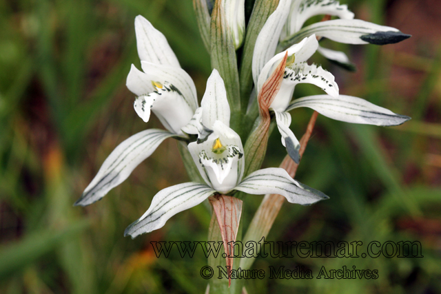 Chloraea multiflora Lindl