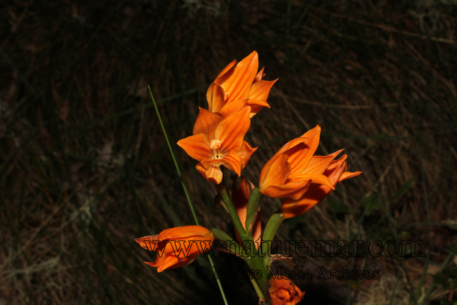 Chloraea nudilabia