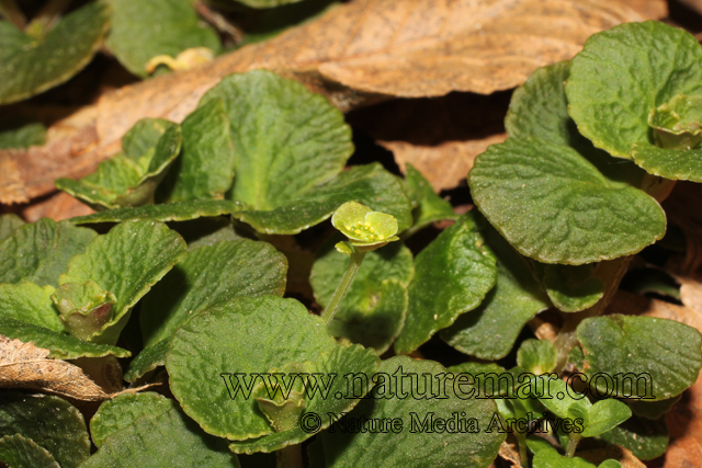 Chrysosplenium valdivicum