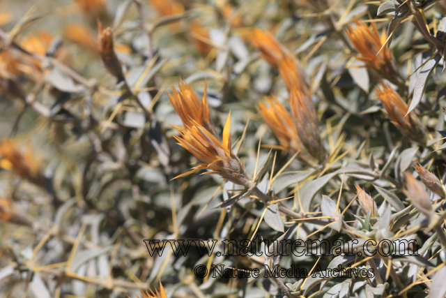 Chuquiraga oppositifolia