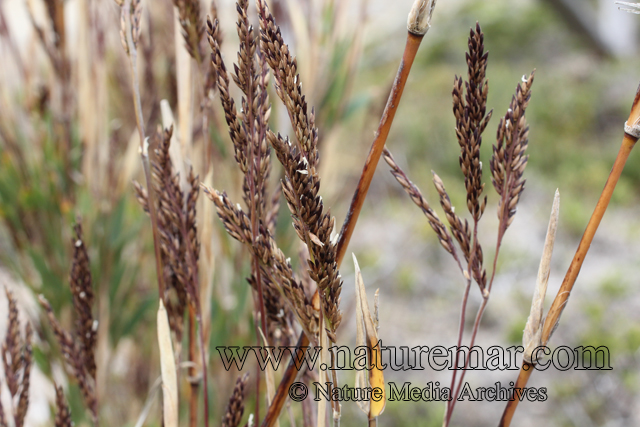 Chusquea nigricans