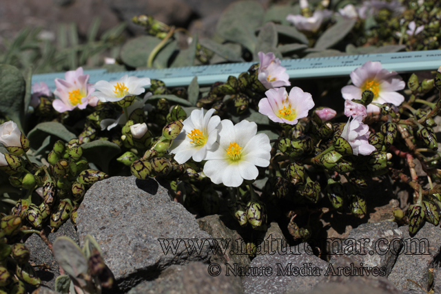 Cistanthe frigida