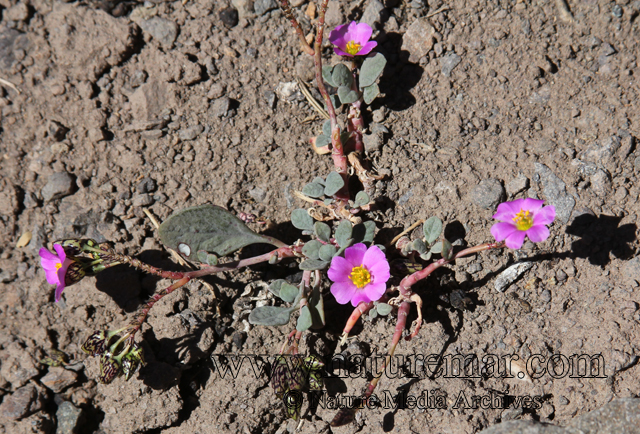 Cistanthe picta