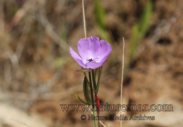 Clarkia tenella