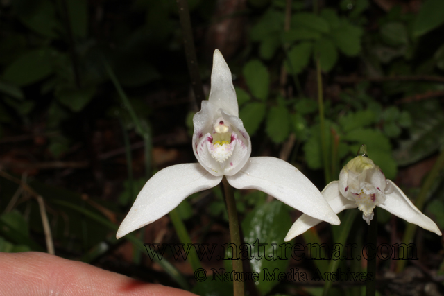 Codonorchis lesonii