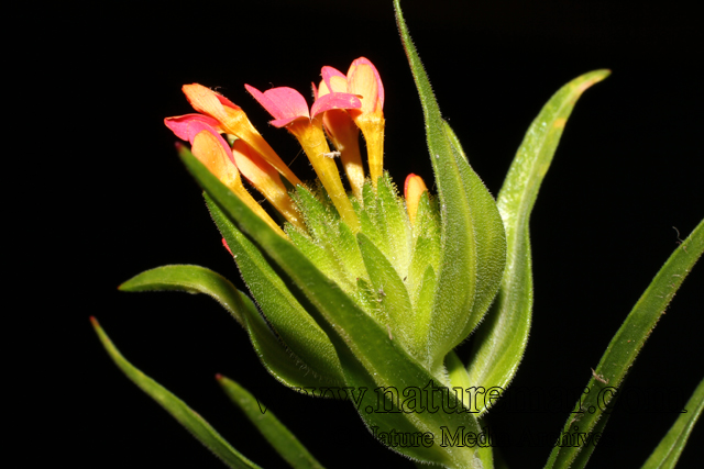 Collomia biflora