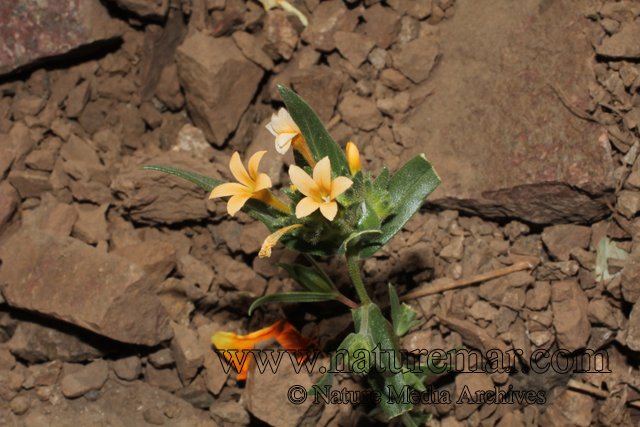 Collomia cavanillesii