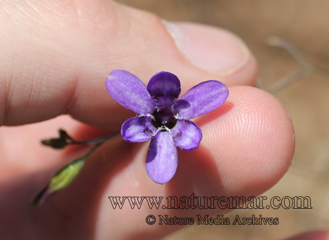 Conanthera campanulata