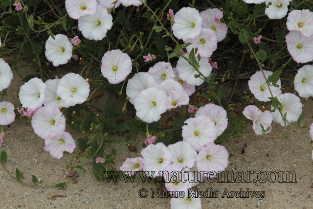 Convolvulus arvensis