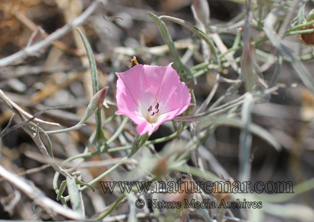 Convolvulus chilensis Pers