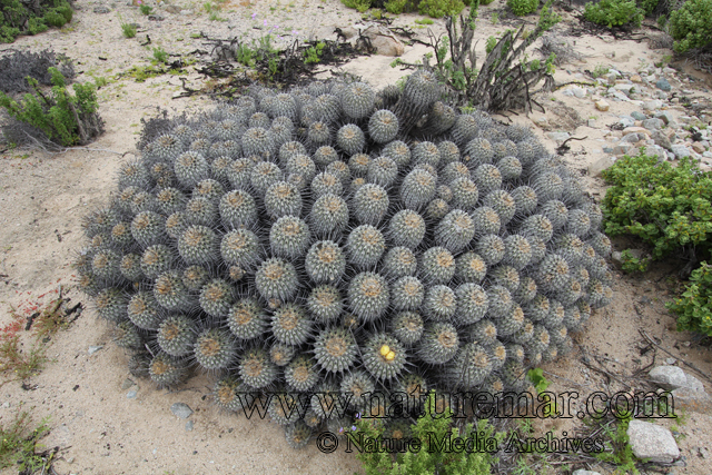 Copiapoa dealbata