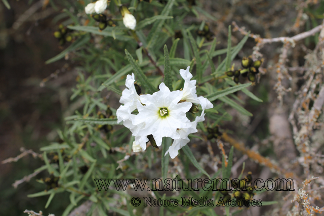 Cordia decandra