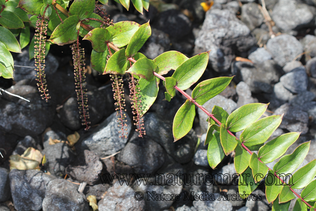 Coriaria ruscifolia