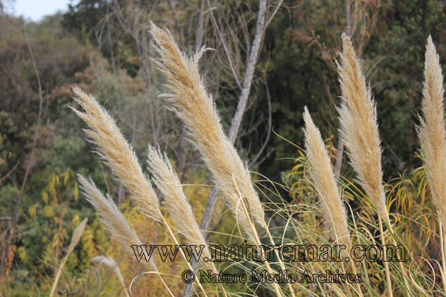 Cortaderia rudiuscula