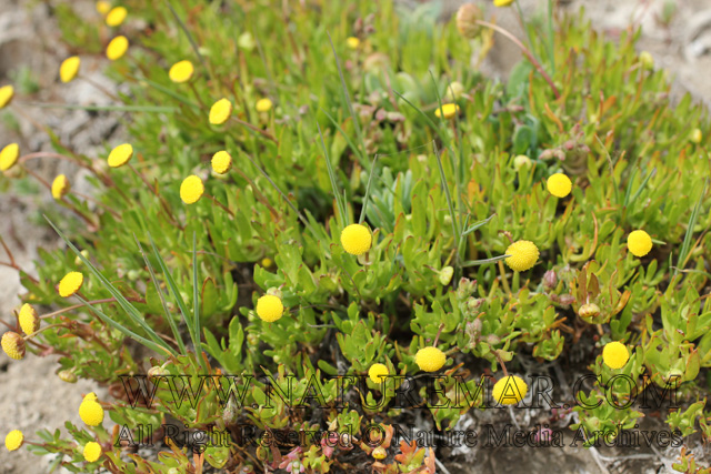 Cotula coronopifolia