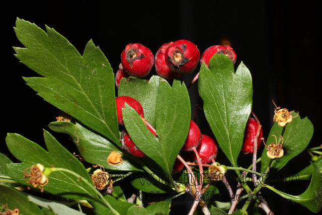 Crataegus monogyna