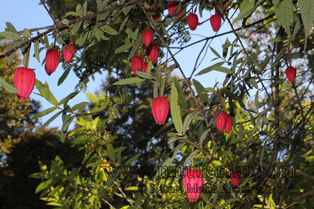 Crinodendron hookerianum Gay