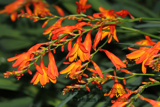 Crocosmia x crocosmiiflora