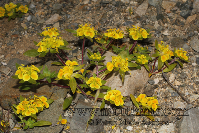 Cruckshanksia pumila