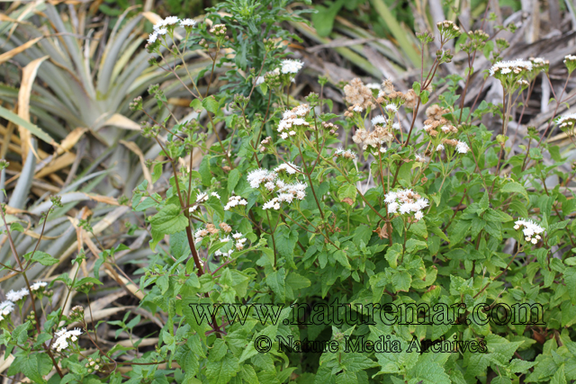 Ageratina glechnophylla