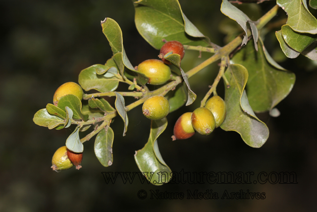 Cryptocarya alba