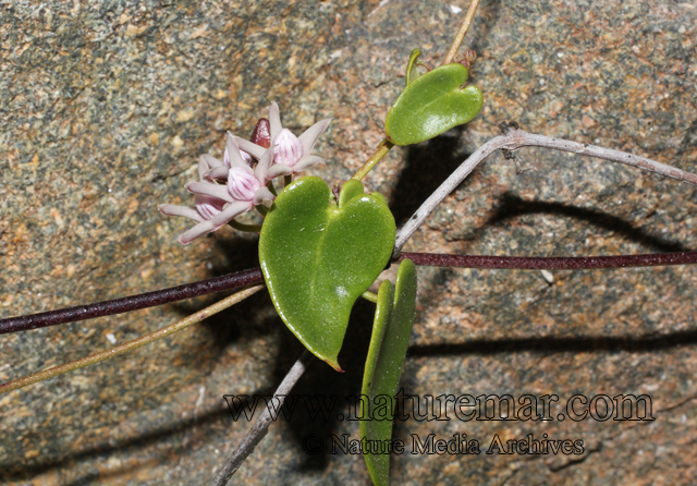 Cynanchum boerhaviifolium