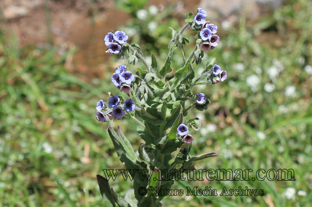 Cynoglossum creticum