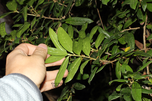 Dasyphyllum diacanthoides