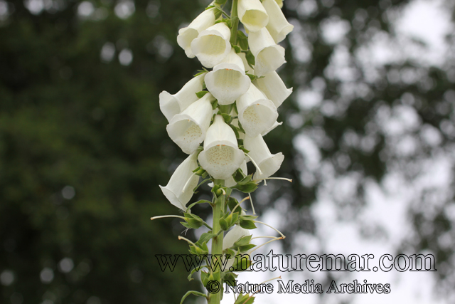 Digitalis purpurea