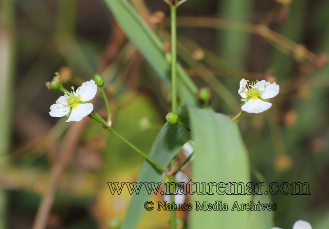 Alismataceae