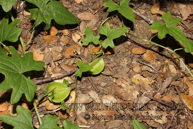 Dioscorea andina