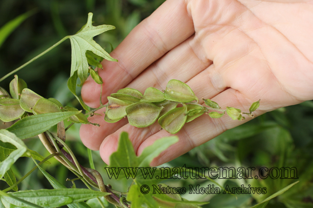 Dioscorea brachybotrya