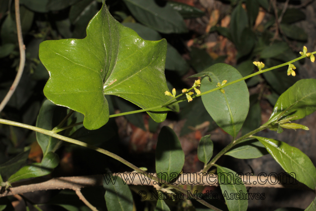 Dioscorea bryoniifolia