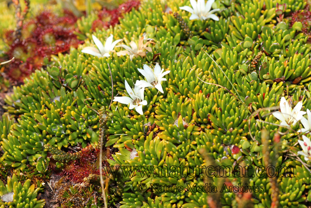 Donatia fascicularis J.R. et G. Forster