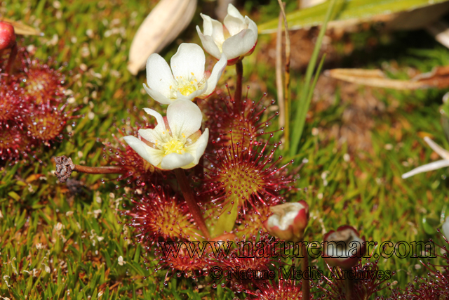 Drosera uniflora Willd