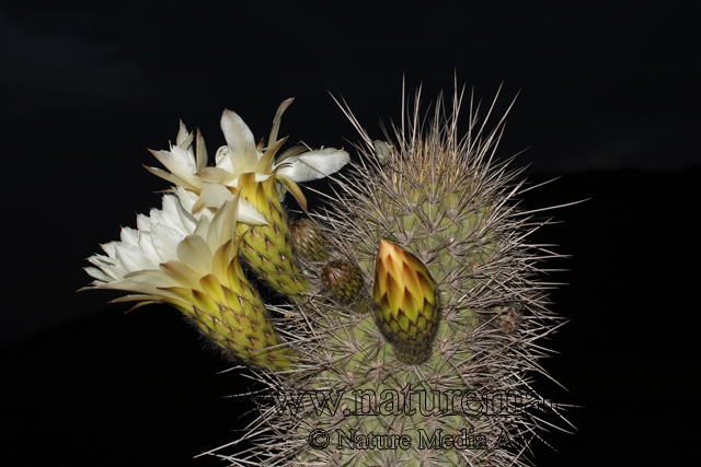 Echinopsis chiloensis