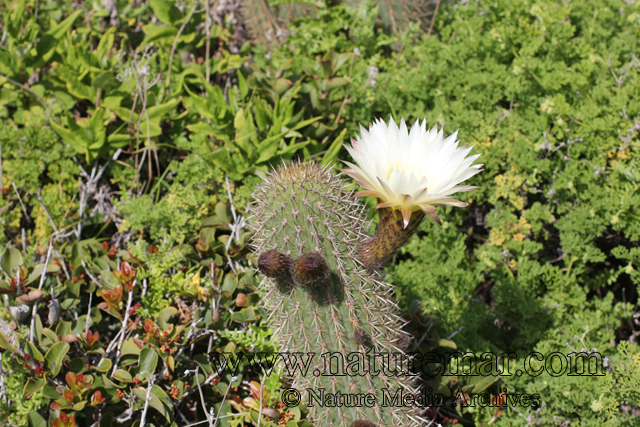 Echinopsis litoralis (Johow) Friedr. et Rowl